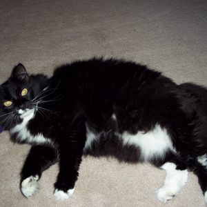 Meet your Posher, Suzanne